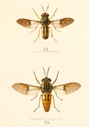 Chrysops dimidiatus silacea.png