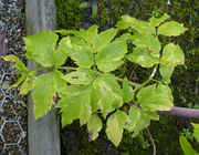 Leaf of Angelica archangelica L. subsp. archangelica (photo Andrea Moro 2015)