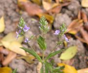 Veronica catenata Pennell