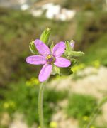 Flower of Erodium moschatum (L.) L'Hér.