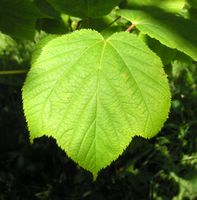 Acer pensylvanicum L. – Photo: Andrea Moro 2007, Dryades TSB45415.jpg