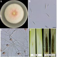 Fusarium brachygibbosum Wei Guo.jpg