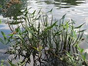 20150908Sagittaria sagittifolia2.jpg