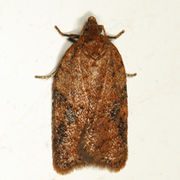 Acleris comariana BugGuide351974.jpg