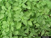 Amaranthus spinosus IPM5420554.jpg