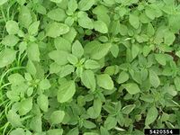 Amaranthus spinosus IPM5420554.jpg