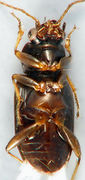 Bembidion rapidum2.jpg