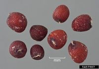 Brassica nigra IPM5457987.jpg