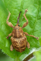 Curculio nucum 01 (MK).jpg