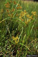 Cyperus odoratus IPM1120313.jpg