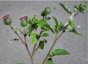 Inflorescence of Arctium minus (Hill) Bernh.