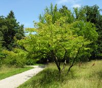 Acer cissifolium (Siebold & Zucc.) K. Koch – Photo: Andrea Moro 2007, Dryades TSB45608.jpg