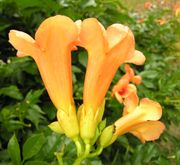 Campsis radicans (L.) Seem. ex Bureau