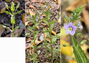 Morphological summary of Veronica catenata Pennell