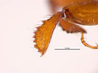 Xyleborus ferrugineus PaDIL135995h.jpg