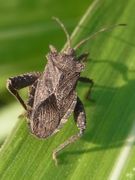 Acanthocoris sordidus Flickr2.jpg
