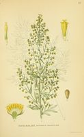 Artemisia absinthum.jpg