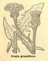 Crepis conyzifolia.jpg