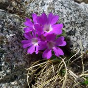 Flowers of Primula daonensis Leyb. (photo Franco Fenaroli, 2012)