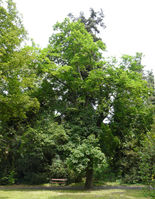 Acer platanoides L. – Photo: Andrea Moro 2008, Dryades TSB54516.jpg