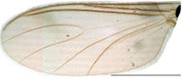 Leptosciarella tomentosa Wing KH4337.jpg