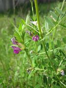 20130429Futterwicke Reilingen2.jpg