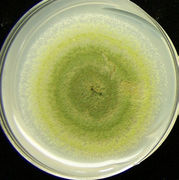 Aspergillus parasiticus Flickr.jpg