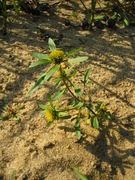 Bidens radiata JuliaKruse.jpg