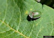 Cassida rubiginosa IPM5459350.jpg