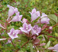 Abelia schumannii Rehder – Photo: Andrea Moro 2008, Dryades TSB59034.jpg