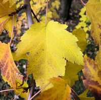 Acer rubrum L. – Photo: Andrea Moro 2008, Dryades TSB60283.jpg