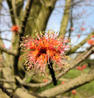 Acer rubrum L. – Photo: Andrea Moro 2009, Dryades TSB62502.jpg