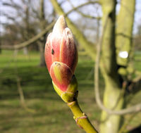 Acer cappadocicum subsp. sinicum (Rehder) Hand.-Mazz. – Photo: Andrea Moro 2009, Dryades TSB62838.jpg