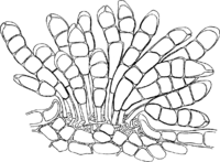Frommea obtusa (Str.) Arth. Abb1018 (Gäumann 1959, Rostpilze Mitteleuropas).png