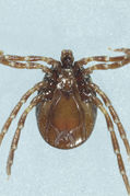 Ixodes acutitarsus Flickr3.jpg