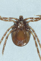 Ixodes acutitarsus Flickr3.jpg