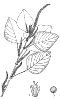 Linedrawing Amaranthus dubius.gif