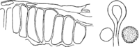 Melampsora alpina Juel. Abb0146 (Gäumann 1959, Rostpilze Mitteleuropas).png