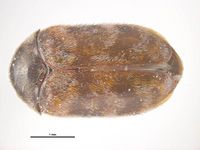 Trogoderma variabile PaDIL135890a.jpg