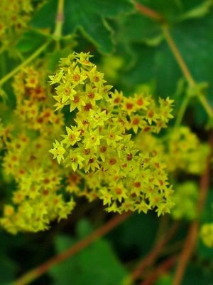 Alchemilla xanthochlora 002.JPG