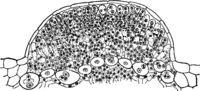 Coleosporium senecionis (Pers.) Fr. Abb0110 (Gäumann 1959, Rostpilze Mitteleuropas).png