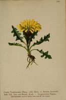 Crepis terglouensis001.jpg