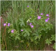 Geranium sylvaticum L.