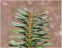 Abies cephalonica Loudon – Photo: Andrea Moro 2005, Dryades TSB28064.jpg