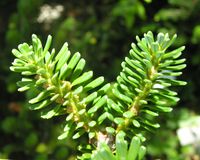 Abies koreana E.H. Wilson – Photo: Andrea Moro 2007, Dryades TSB45464.jpg