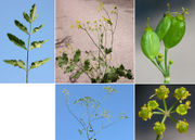 Morphological summary of Pastinaca sativa subsp. sativa