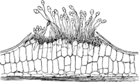 Gymnosporangium juniperinum (L.) Fr. Abb1013 (Gäumann 1959, Rostpilze Mitteleuropas).png