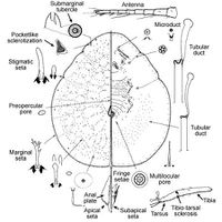 Milviscutulus mangiferae USDA.jpg