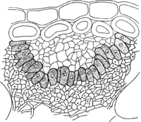 Chrysomyxa abietis (Wallr.) Ung. Abb0086a (Gäumann 1959, Rostpilze Mitteleuropas).png
