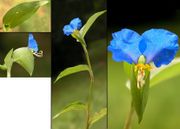 Morphological summary of Commelina communis L.